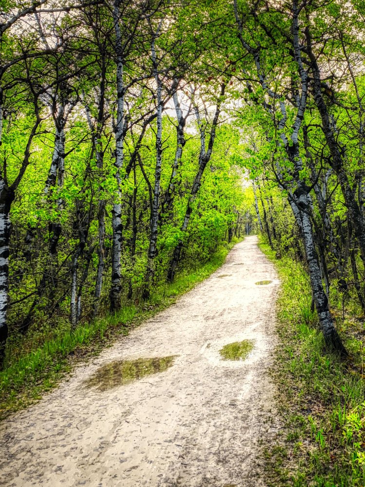 Bike trail through Assiniboine forest.