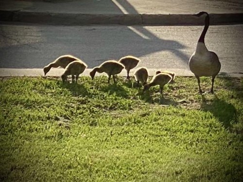 Goslings and mom.