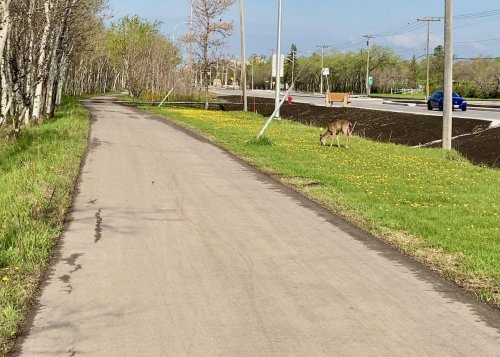 Deer munching dandelions alongside a span of the bike trail bounding the Assiniboine forest.