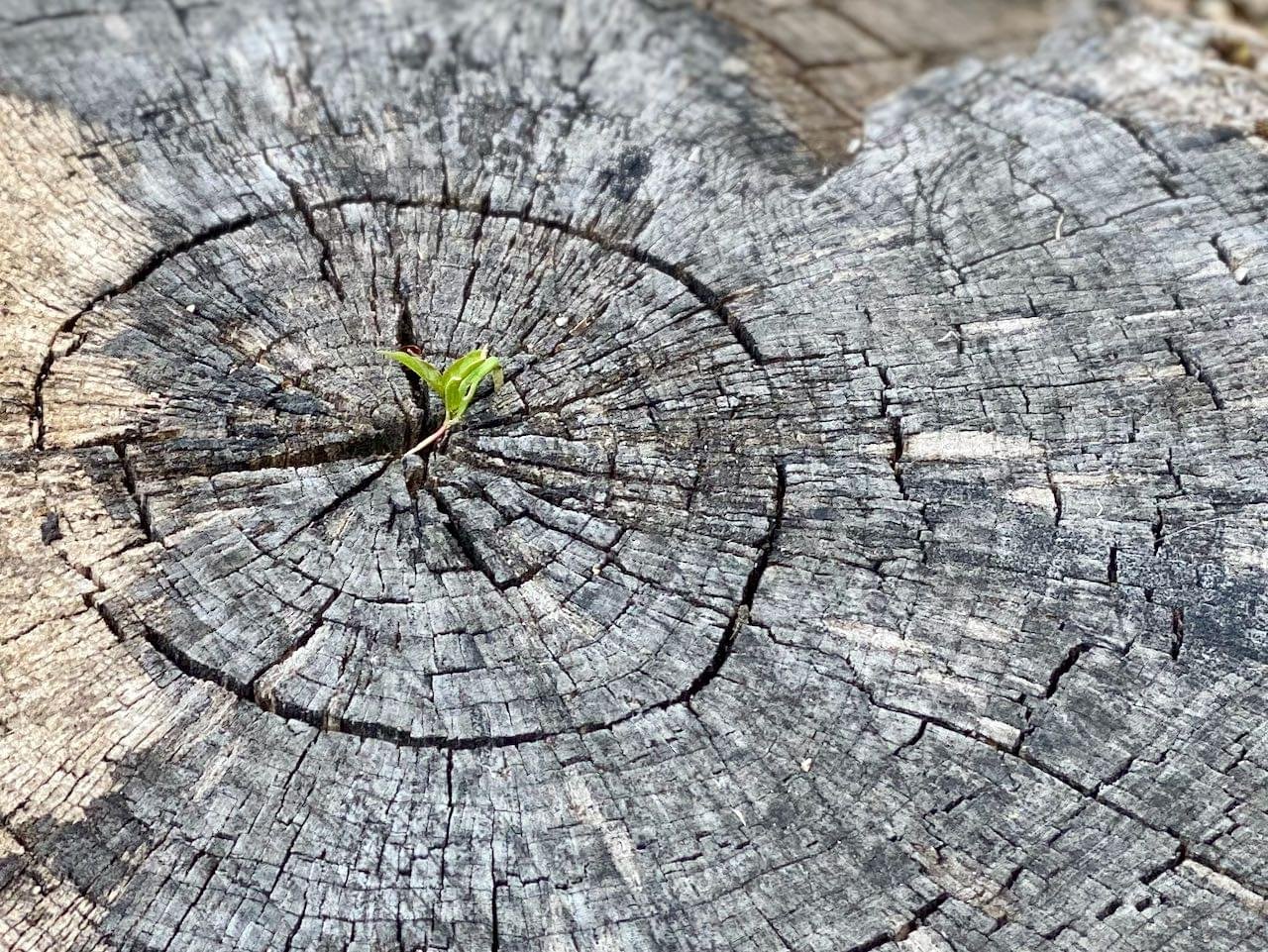New life springs forth from ancient stump.