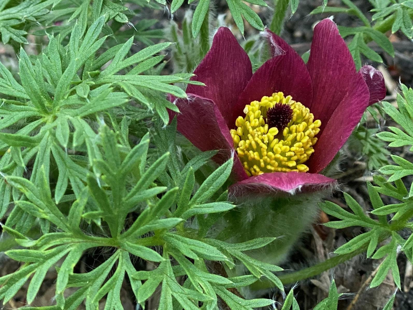 Cool maroon flower with beautiful yellow interior.