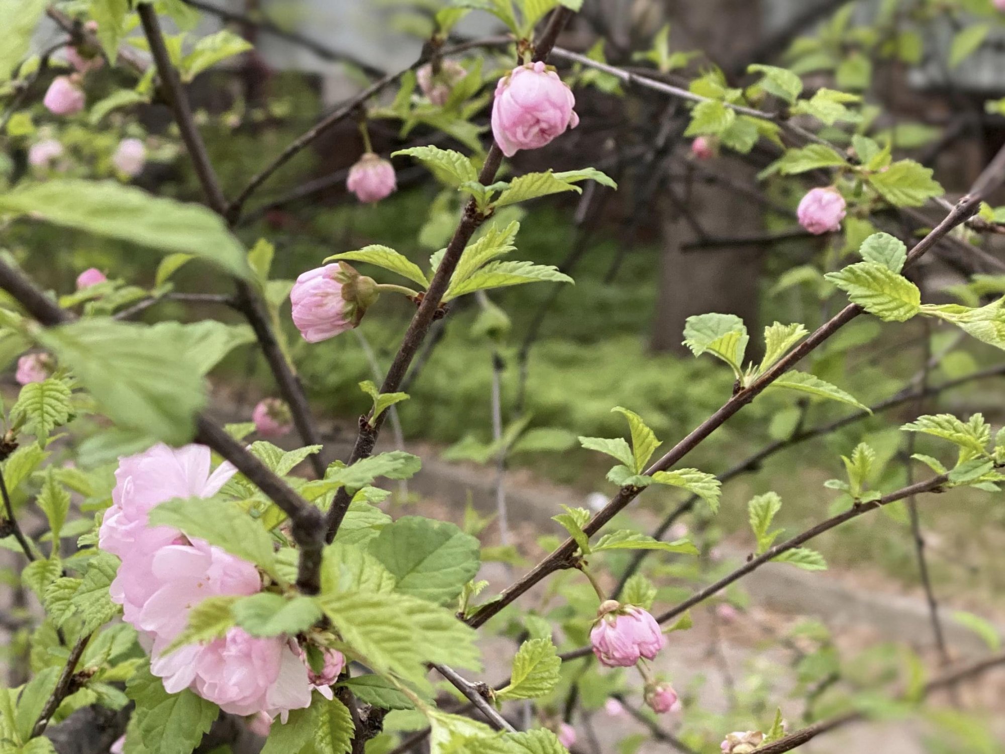 Pink blossoms on a fruit tree.