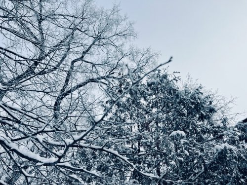 Snowy tree branches