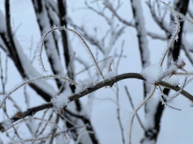 Snowy branches