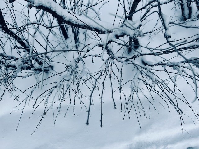 Snowy branches
