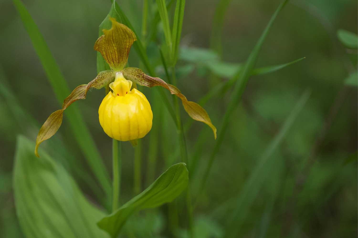 A yellow lady's slipper orchid. These are quite more difficult to spot than wild roses or anemones!