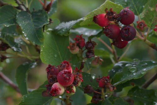 Saskatoon berries.