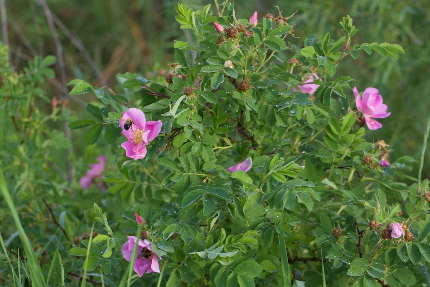 Wild roses and a couple of bees.