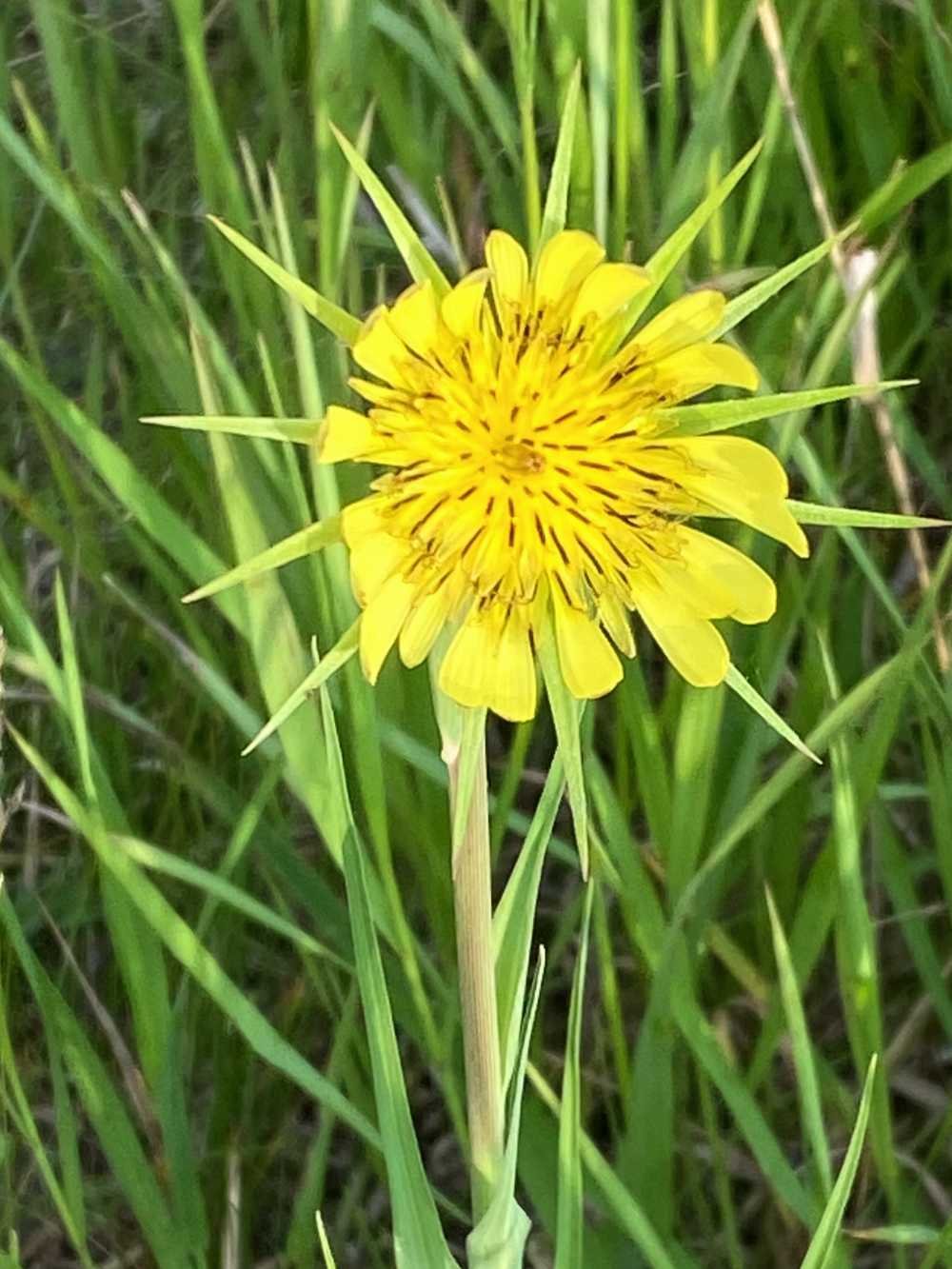 Yellow goat's beard.