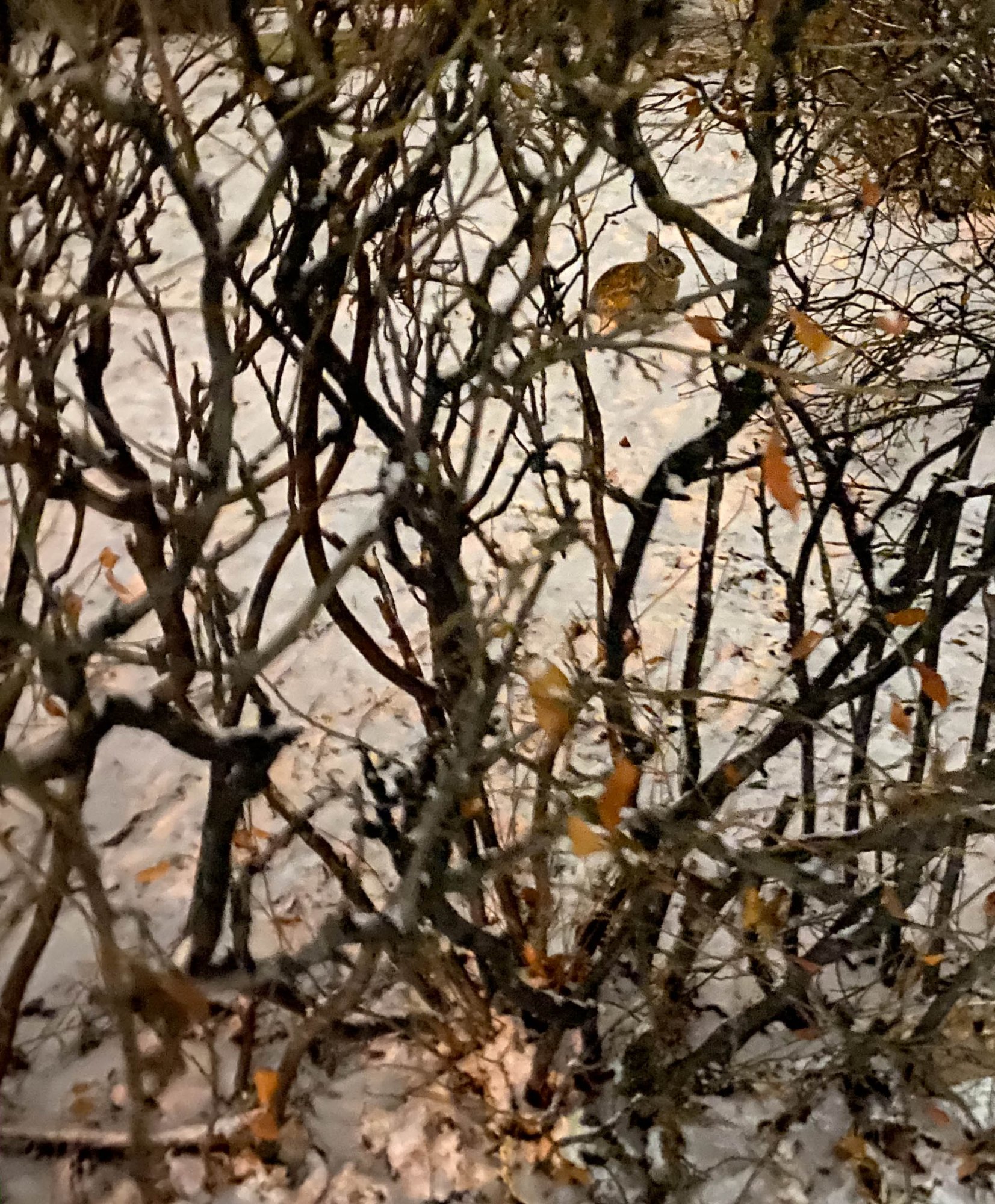 The rabbit camouflage is quite impressive!