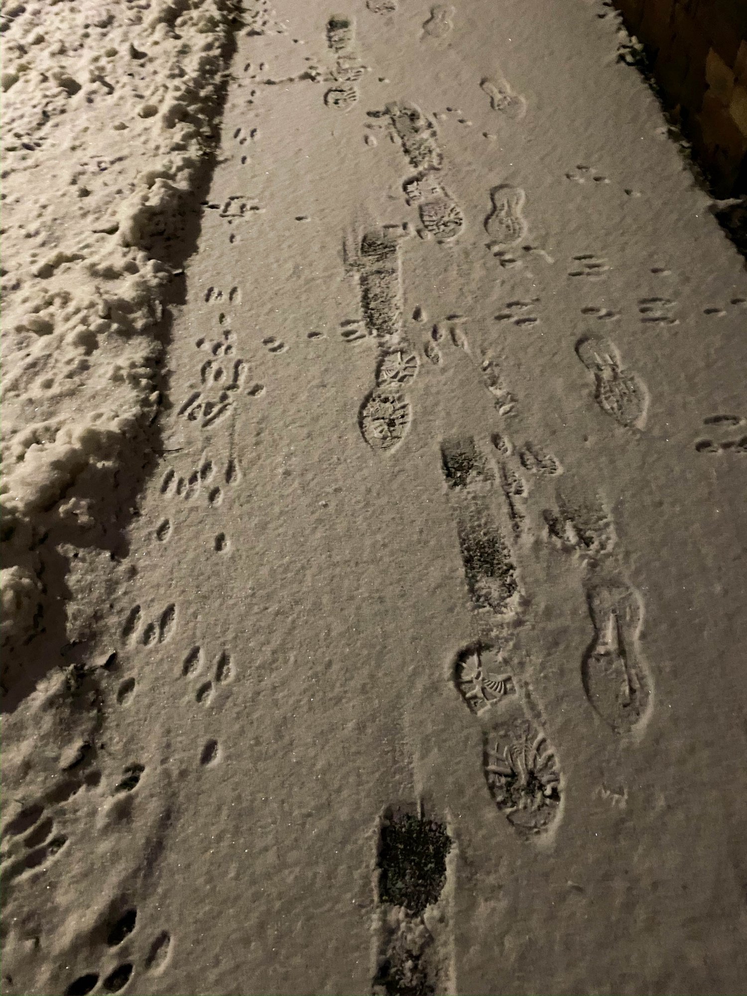 The rabbits are outnumbering the humans!