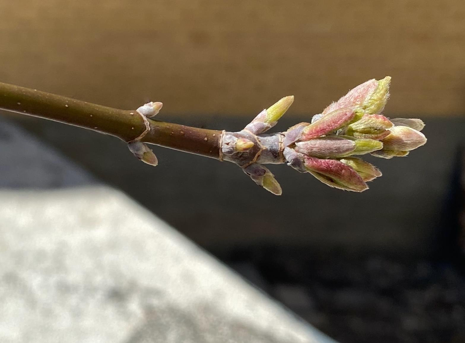 Budding leaves on a tree branch.