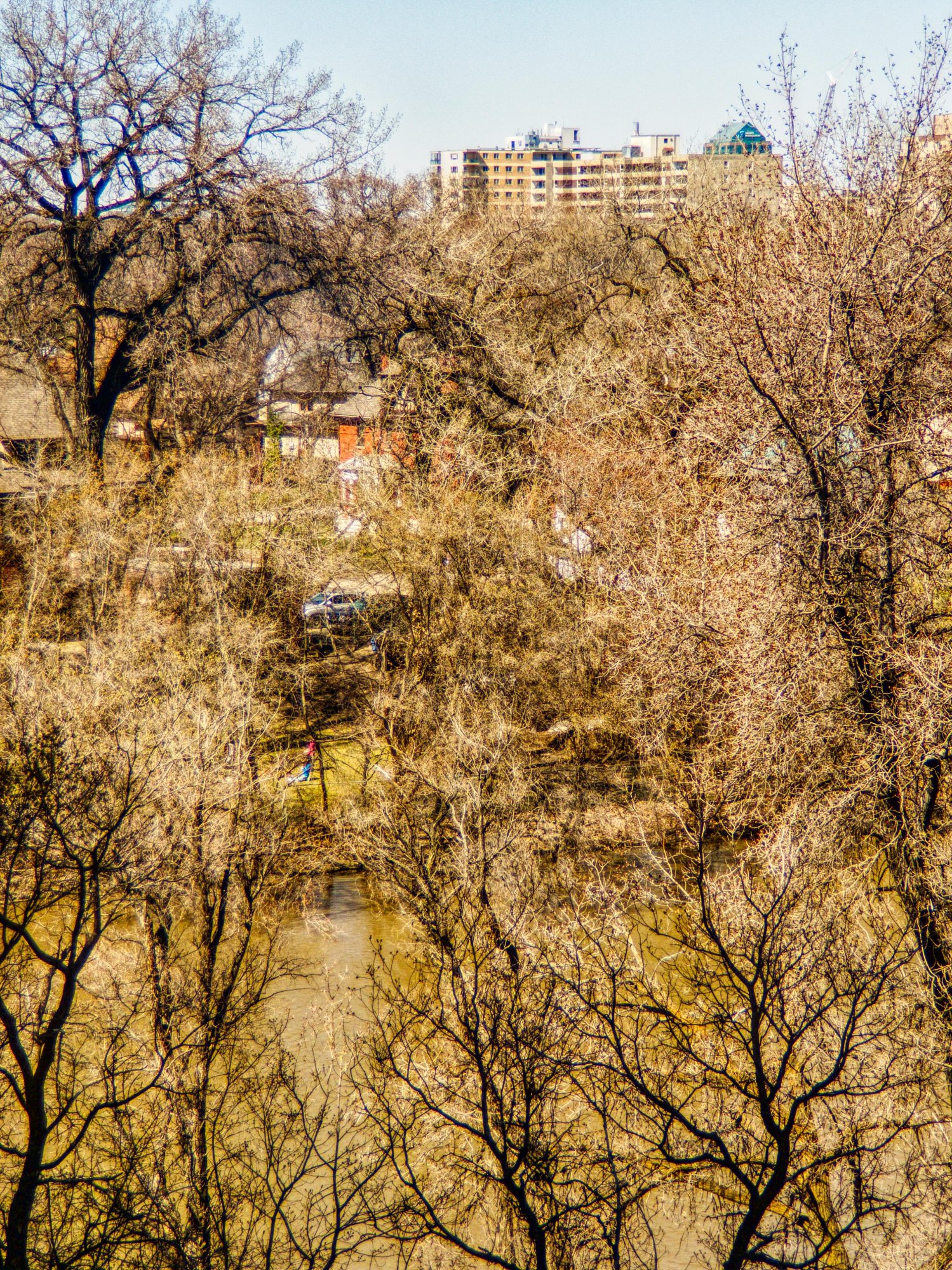 Trees on the shore of the Assiniboine River that are just starting to bud.