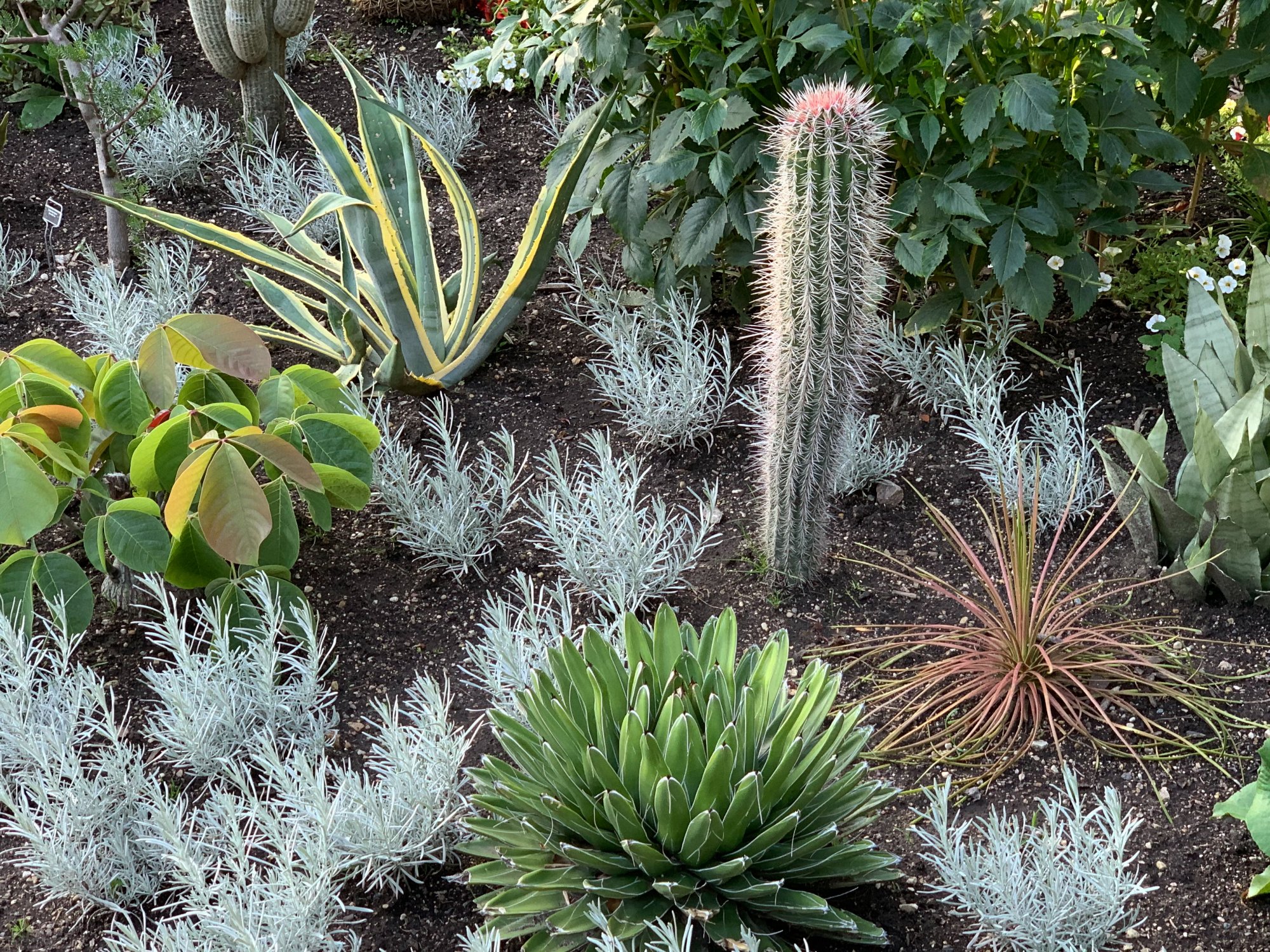 Cacti in the English gardens.