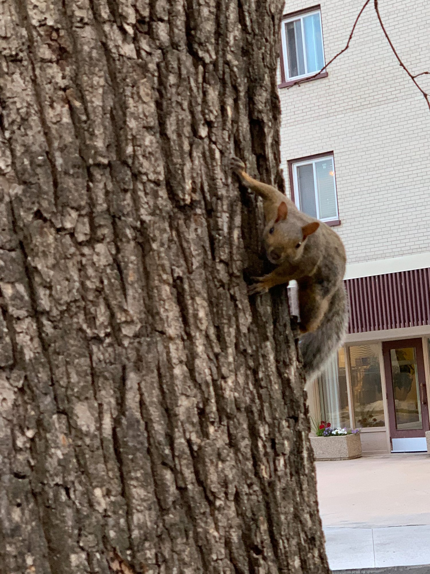 I thought this squirrel was going to attack me!